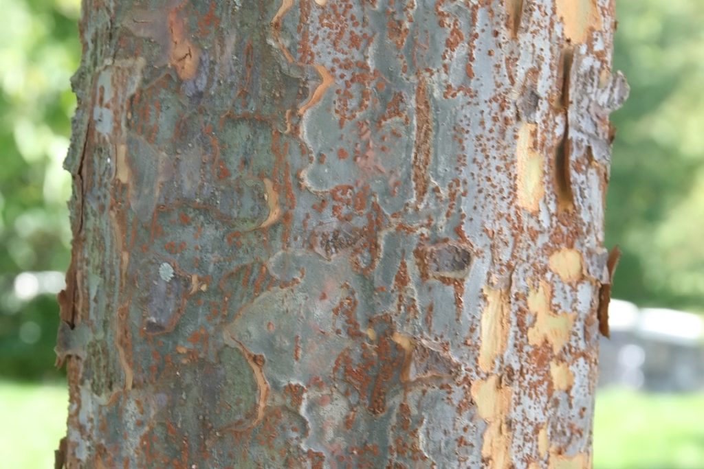 Chinese elm bark