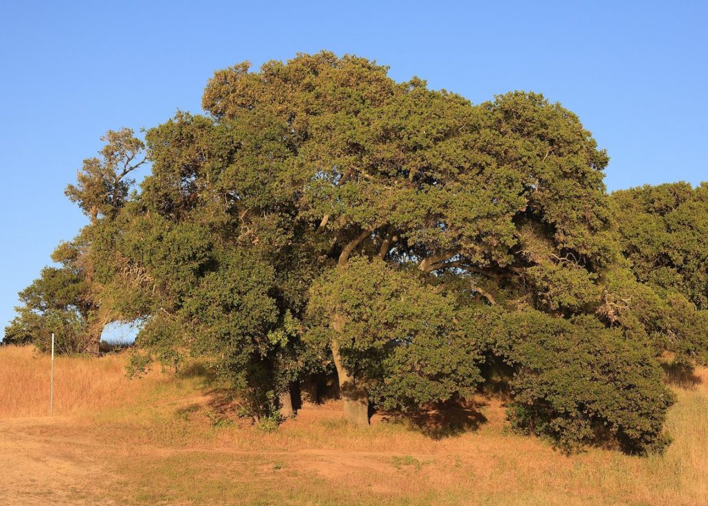 Valley oak tree